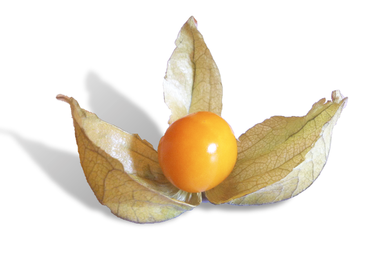 Cape Gooseberry Png File (black)