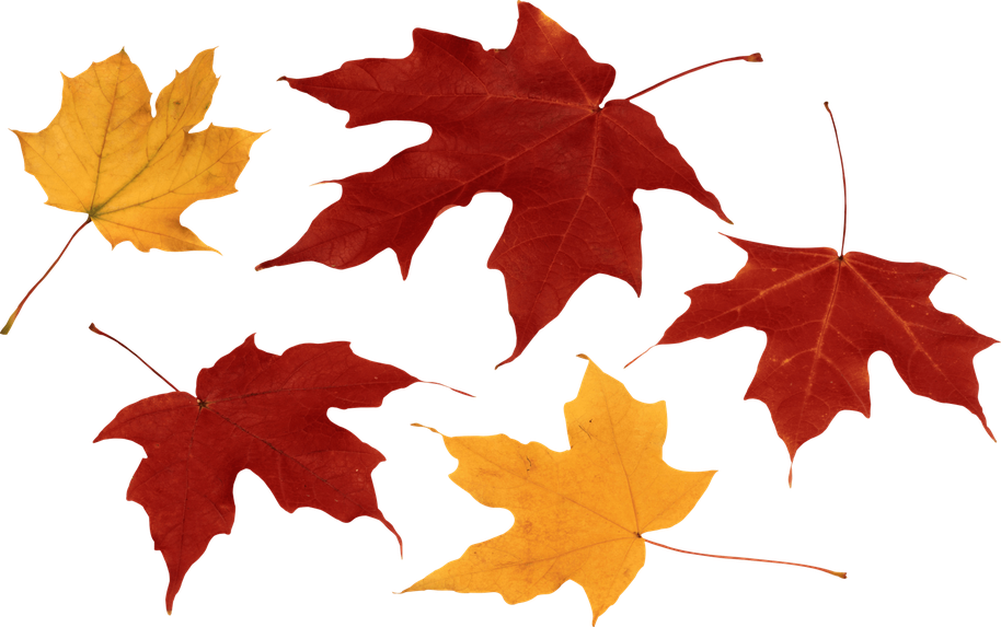 Maple Leaf Png File (maroon, black)