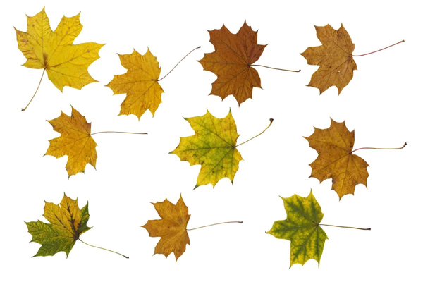 Maple Leaf Png Photos (black)