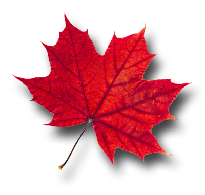 Maple Leaf Png Pic (pink, indigo, lavender, black, white)