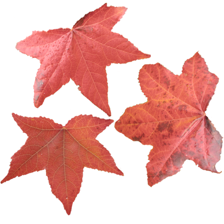 Maple Leaf Png Picture 1 (black)