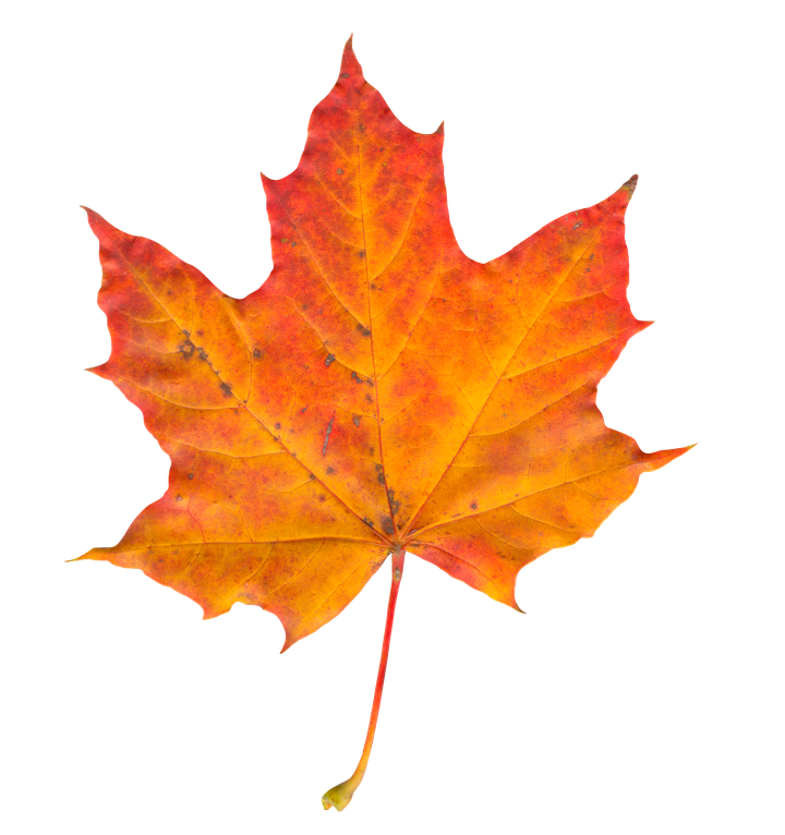 Maple Leaf Png Transparent 1 (chocolate, black, orange)