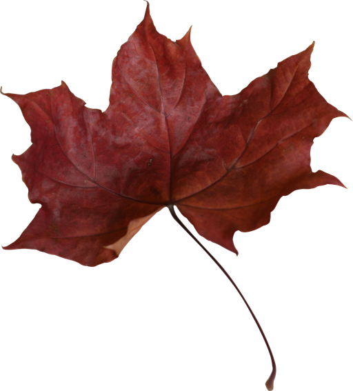 Maple Leaf Png Transparent Picture 1 (maroon, black)