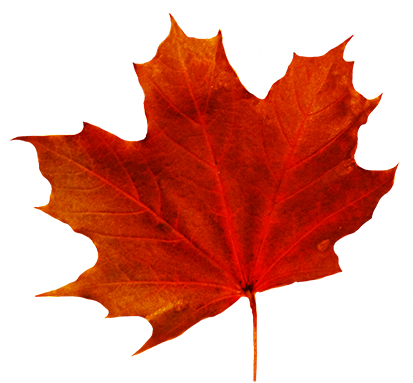 Maple Leaf Transparent Png (beige, pink, chocolate, orange, white)