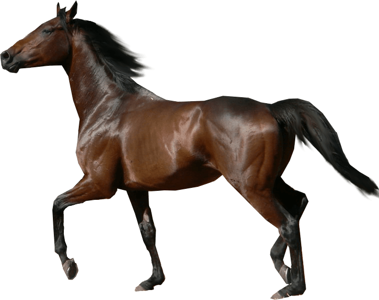 War Horse Png Isolated File (black)