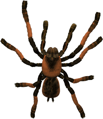 Tarantula Png File (black)