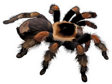 Tarantula Png Free Download (black, white)