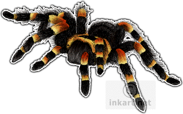 Tarantula Png Hd (black, lavender, white)