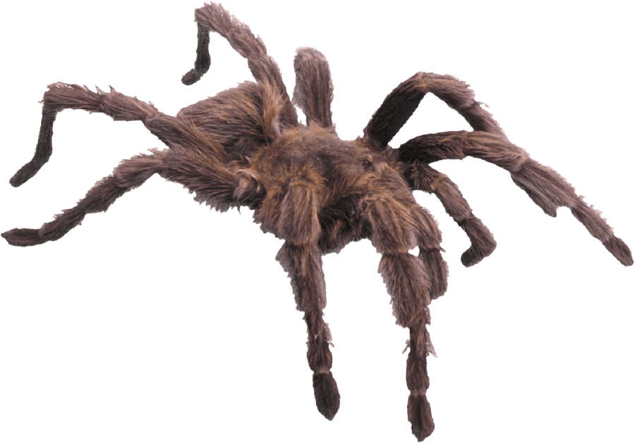 Tarantula Png Image (black)