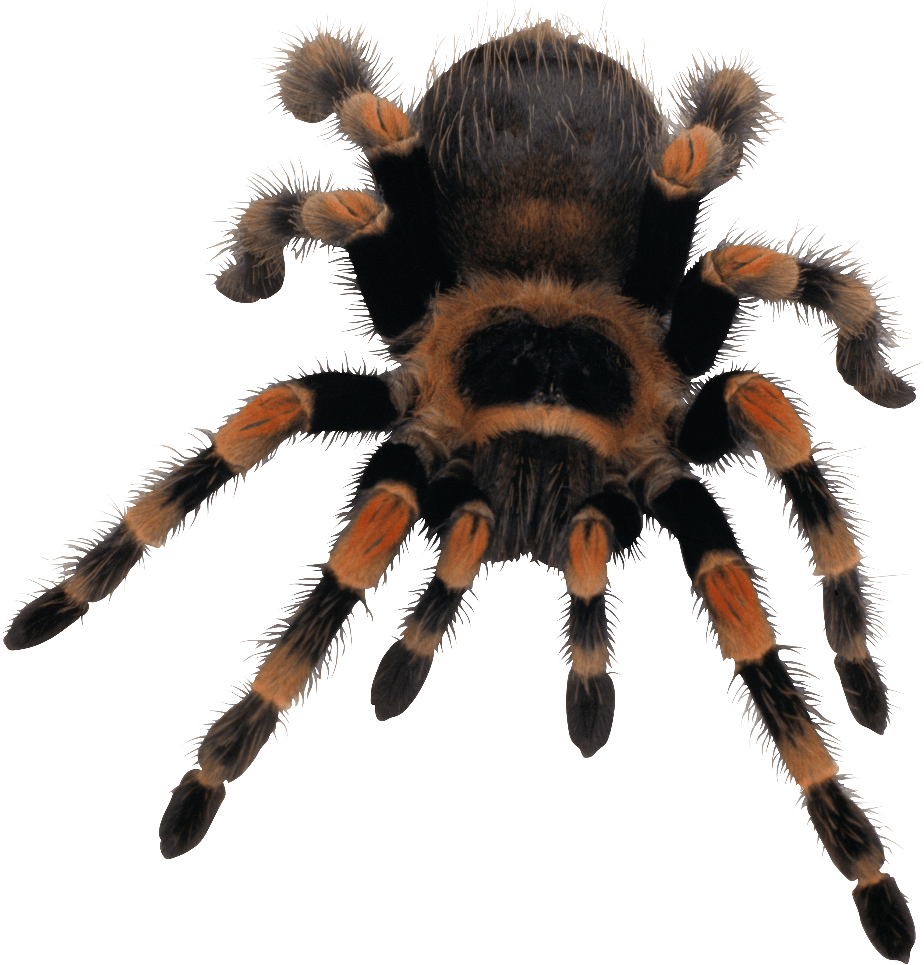 Tarantula Png Isolated File (black)