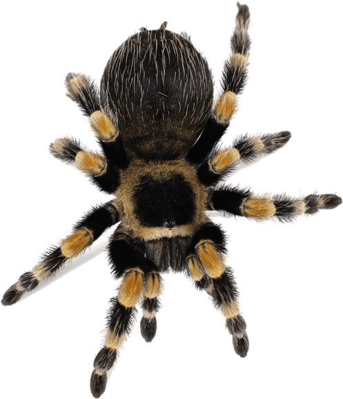 Tarantula Png Isolated Image (black)