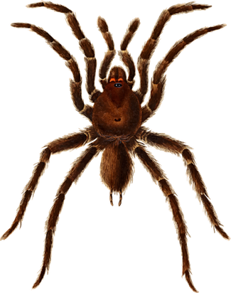 Tarantula Png Isolated Photo (black)