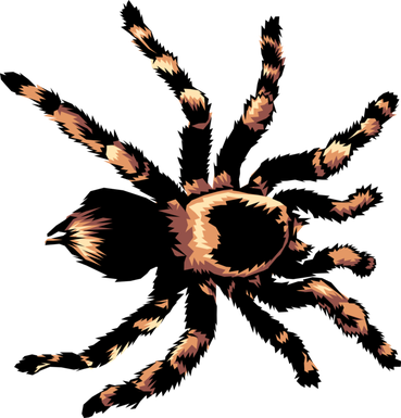 Tarantula Png Isolated Pic (black)