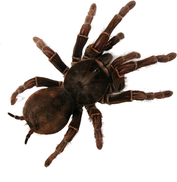 Tarantula Png (black)