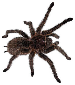 Tarantula Transparent Png (black, white)