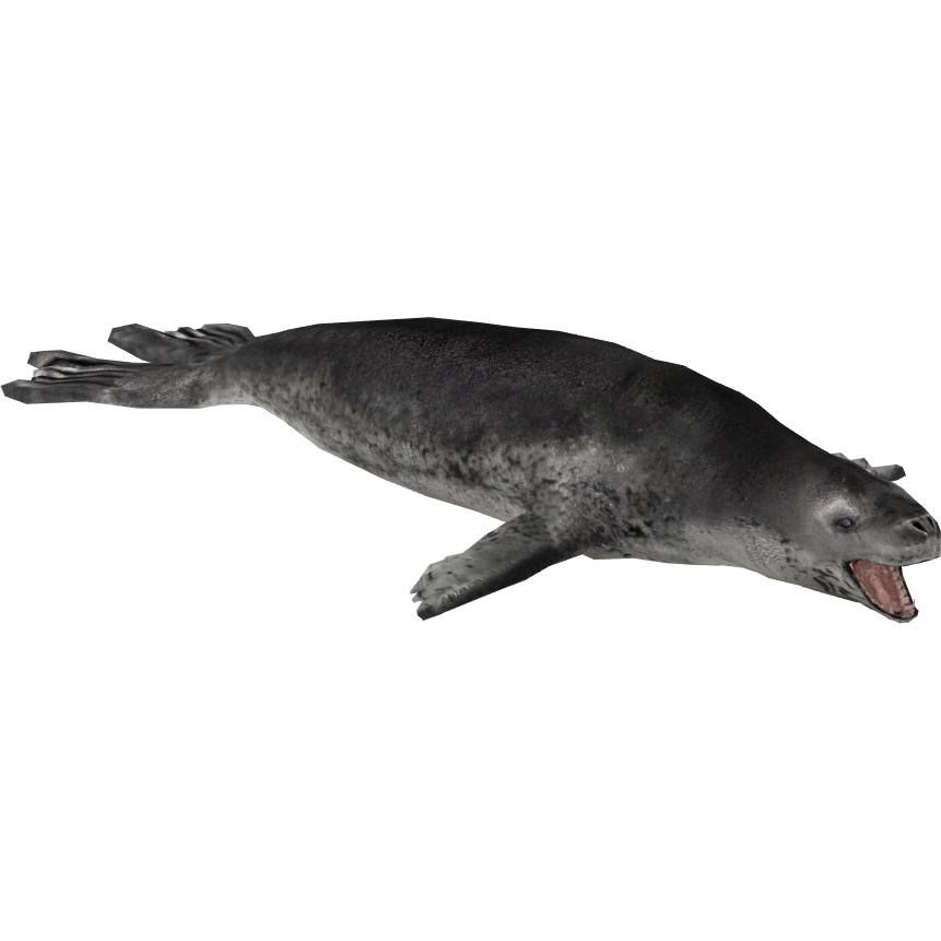 Harbor Seal Png Clipart (black, silver, white)