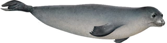 Harbor Seal Png File (black, indigo)