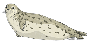 Harbor Seal Png Image (black, beige)