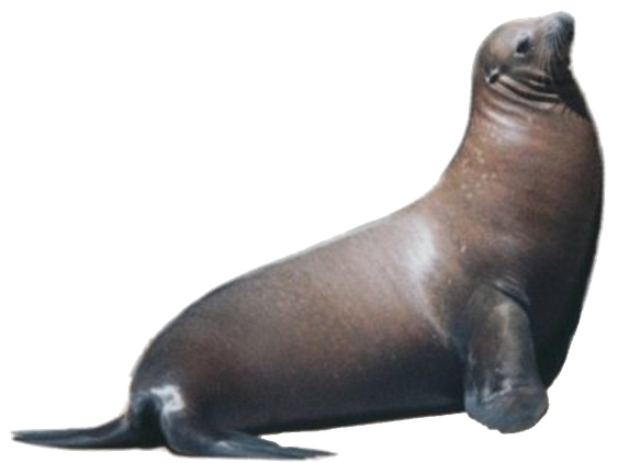 Harbor Seal Png Transparent Image (black, silver, gray)