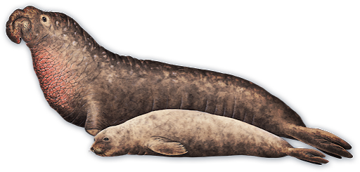 Harbor Seal Transparent Background (black, maroon)