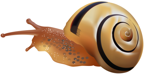 Garden Snail Png Hd (black, chocolate)