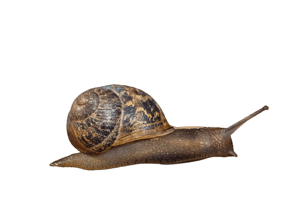 Garden Snail Png Image (gray)