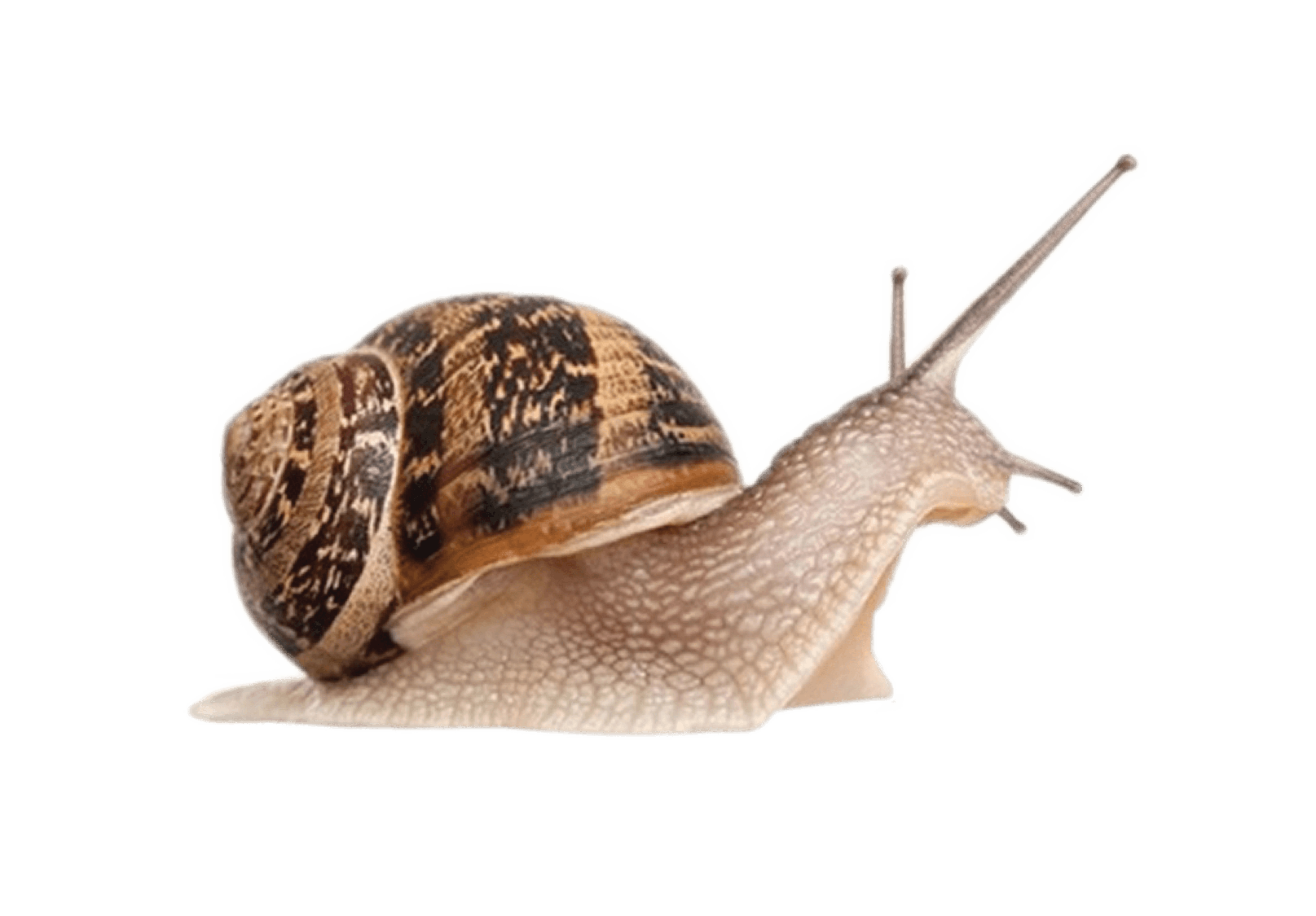 Garden Snail Png Photo (gray)