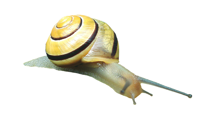 Garden Snail Png Photos (beige, black, gray, silver)