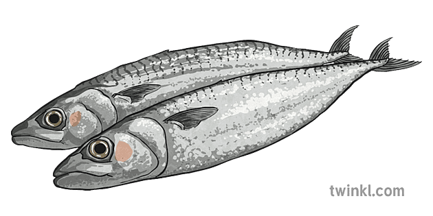 Sardines Png File (silver, gray)