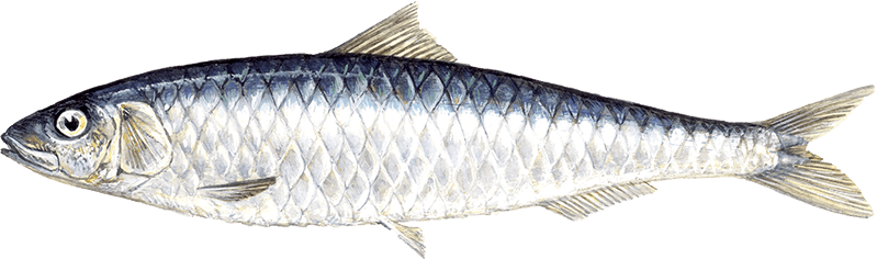 Sardines Png Image (black, beige, lavender, white)