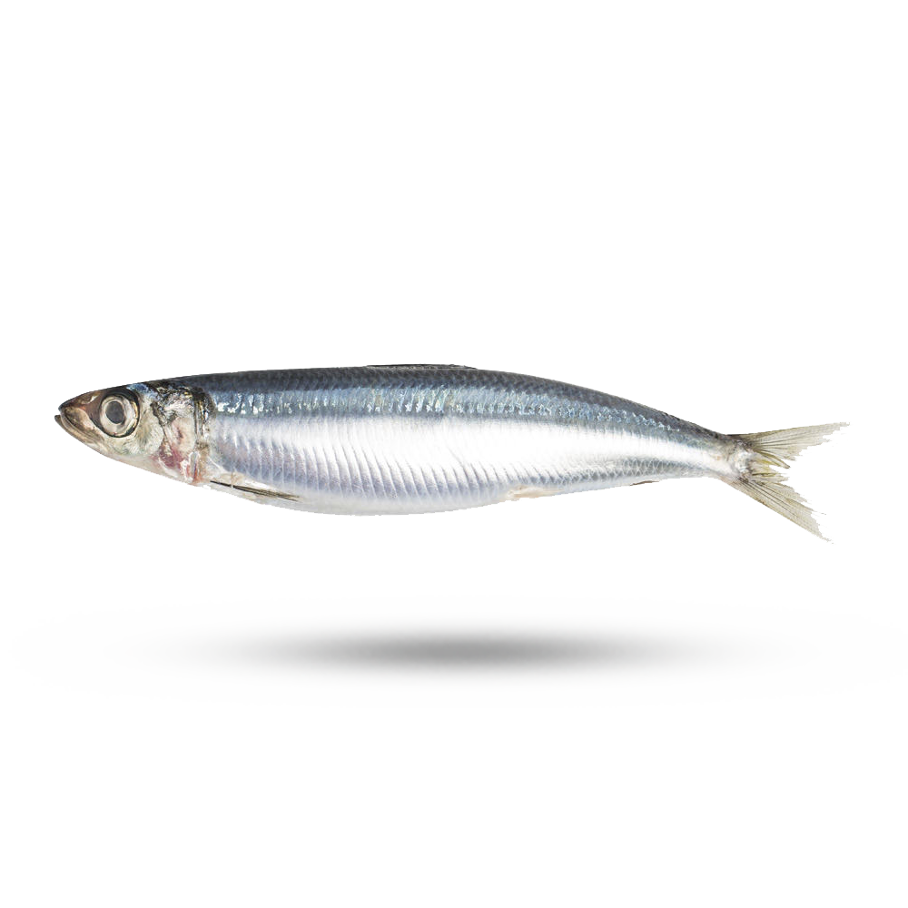 Sardines Png Isolated Hd (white)