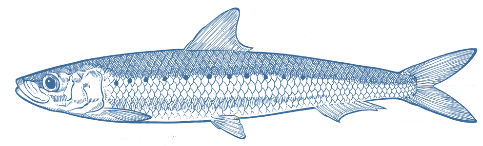 Sardines Png Picture (black, teal)