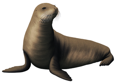 Eared Seals Png Isolated File (black)