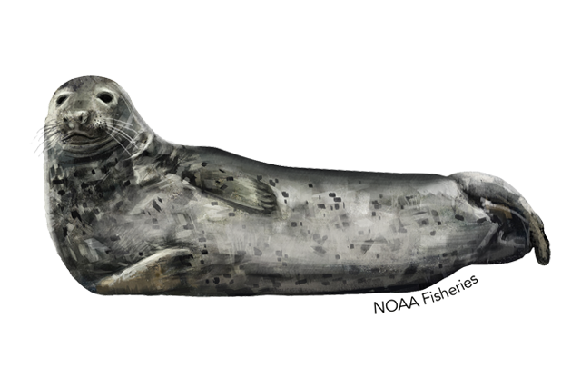 Eared Seals Png Photos (black, gray, white)