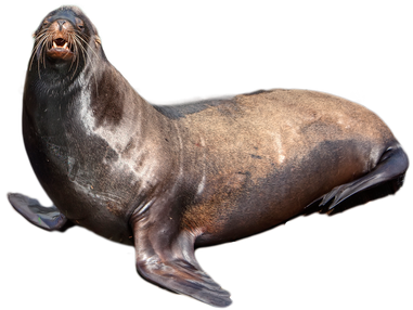 Eared Seals Png Pic (salmon, black)