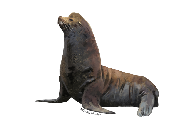 Eared Seals Png Picture (beige, gray, silver, white)