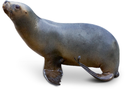 Eared Seals Png Transparent (black, gray)