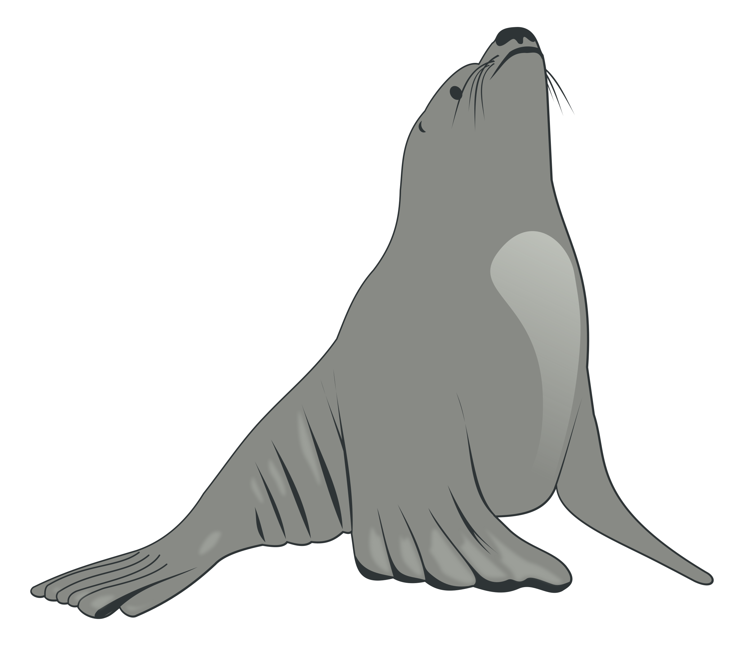 Eared Seals Png (gray)