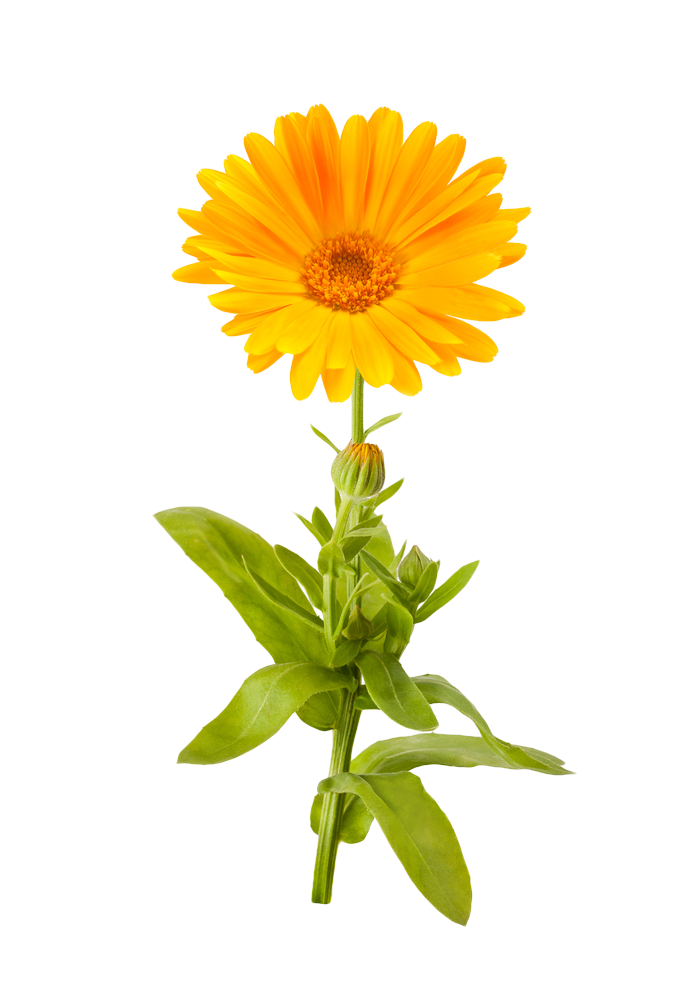 Marigold Flower Png File (orange, white)