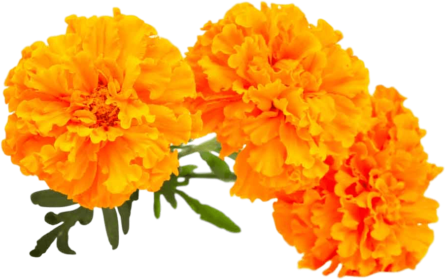 Marigold Flower Png Image (black, orange)