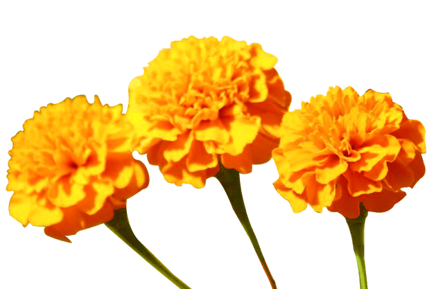 Marigold Flower Png Photo (gray)