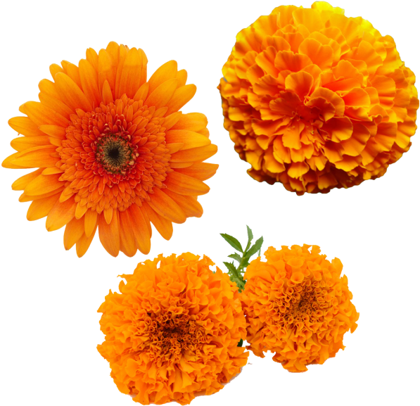 Marigold Flower Png (black, orange)