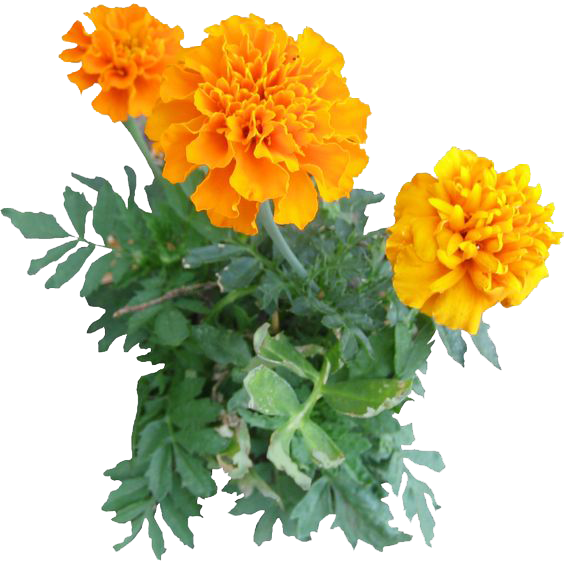 Marigold Flower (white)