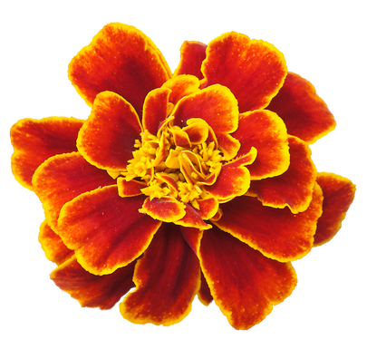 Marigold Png Clipart (black, orange, gold)