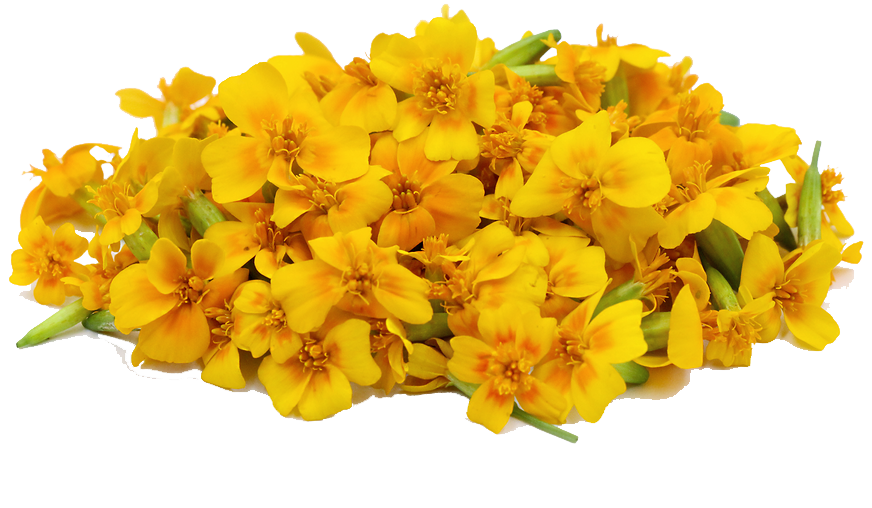 Marigold Png Clipart (gold, orange, white)