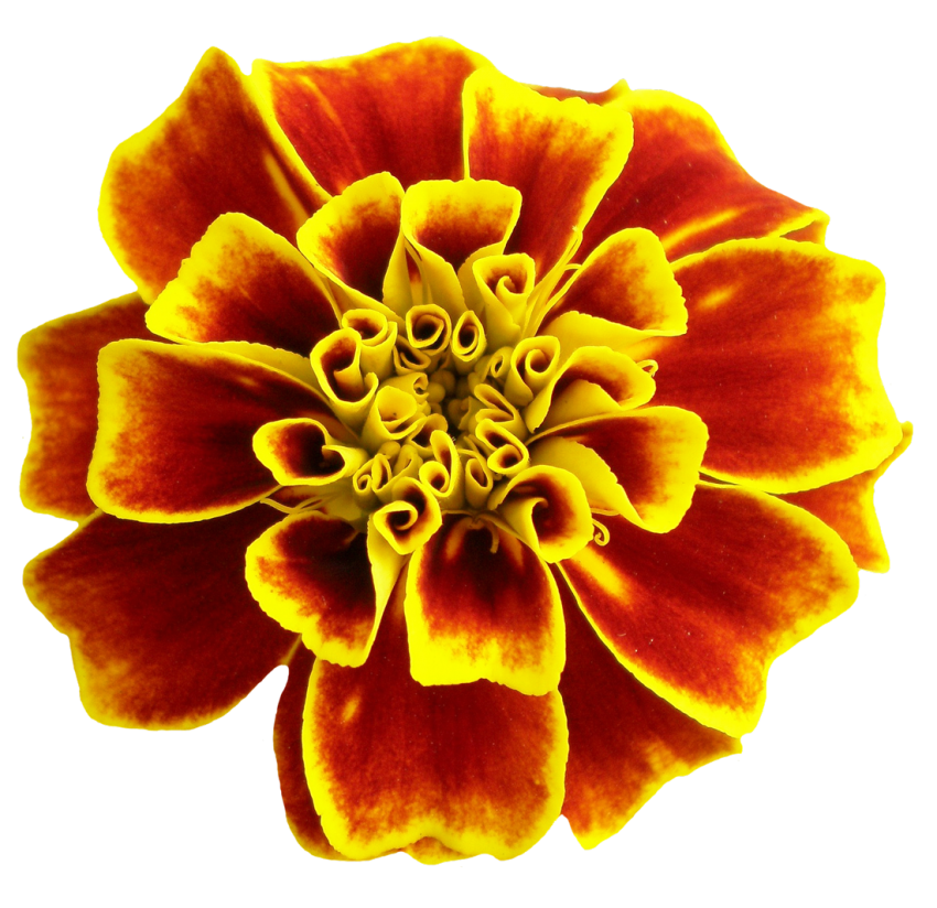 Marigold Png File (black, maroon, yellow)