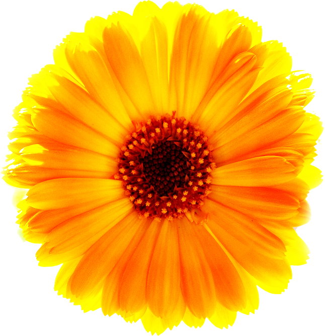 Marigold Png Free Download (yellow, black, orange)