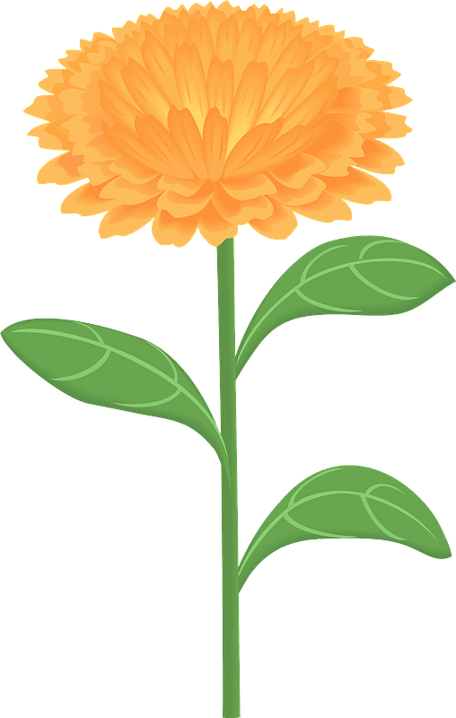 Marigold Png Hd Image (salmon, gray)