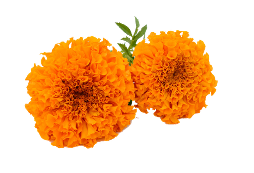 Marigold Png Hd (black, orange)