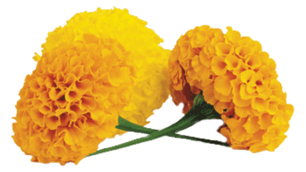 Marigold Png Image Hd (gold, black, orange)